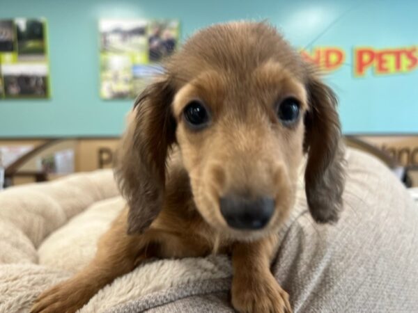 [#1989] Fawn (Isabella) Female Dachshund Puppies For Sale