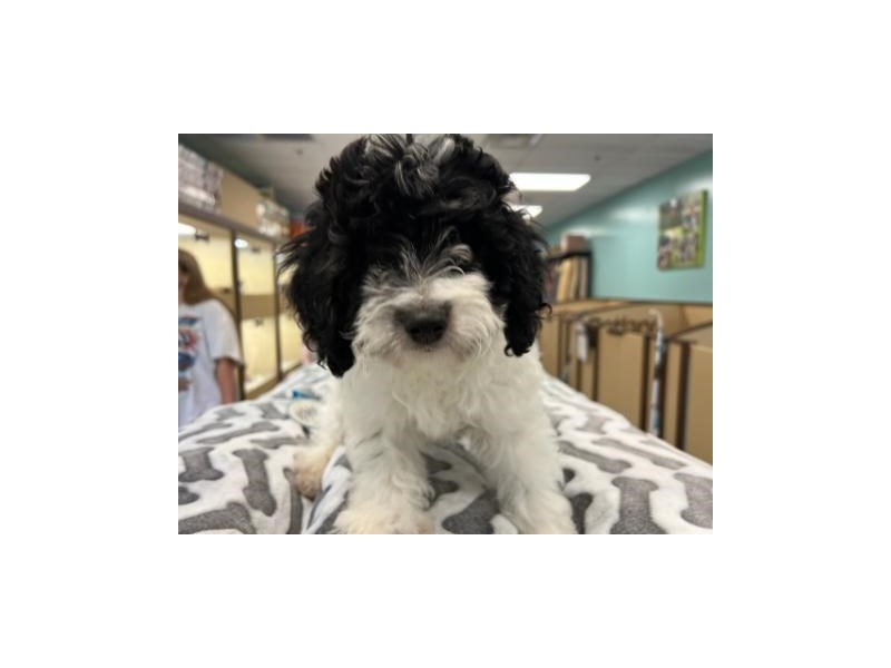 Bernedoodle Mini - 2003 Image #1