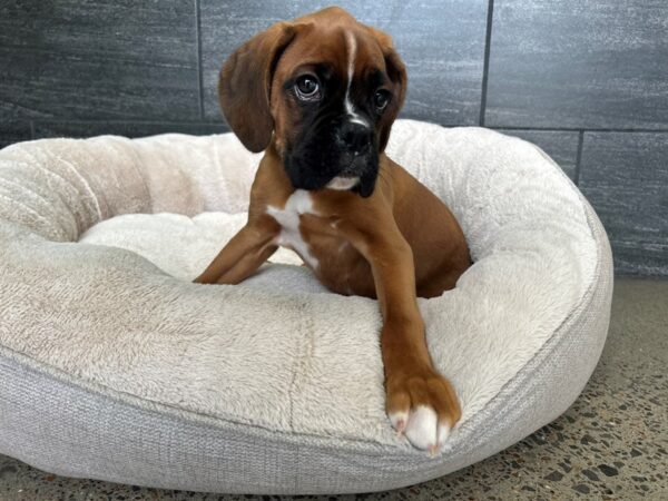 [#1991] Fawn Male Boxer Puppies For Sale