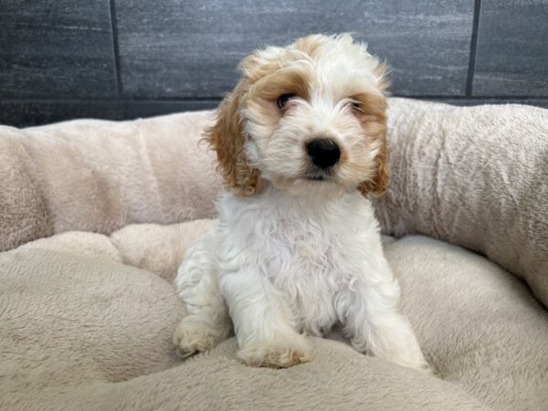 [#1981] Buff and White Male Cockapoo Puppies For Sale