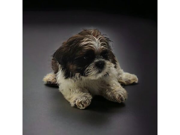 [#2016] Black White / Brown Male Shih Tzu/Bichon Frise Puppies For Sale