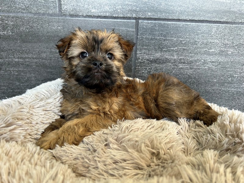 Shorkie - 1995 Image #1