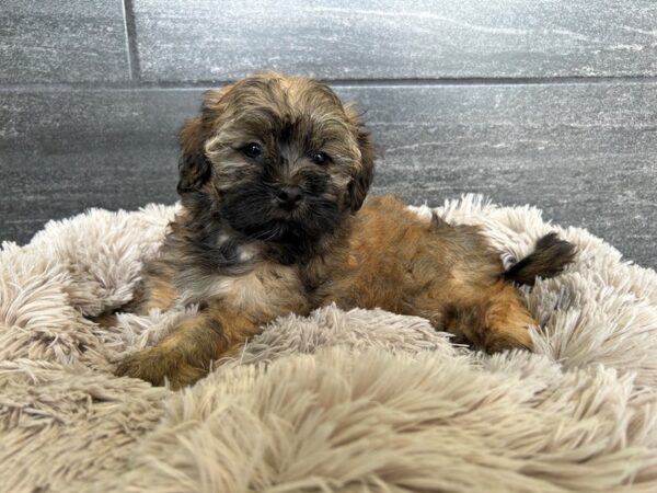 [#1998] Gold Male Shih -Poo Puppies For Sale