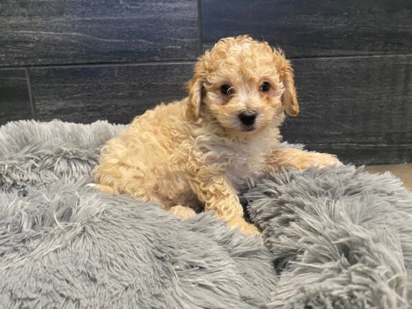 [#2020] Cream / White Male Bichapoo Puppies For Sale