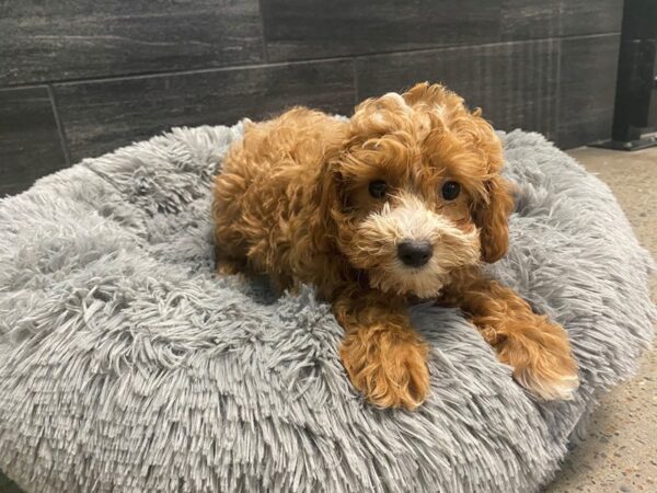 [#2010] red / wht Female Cavapoo Puppies For Sale