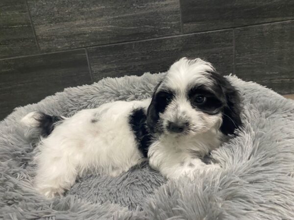 [#1982] Black and White Male Cockapoo Puppies For Sale