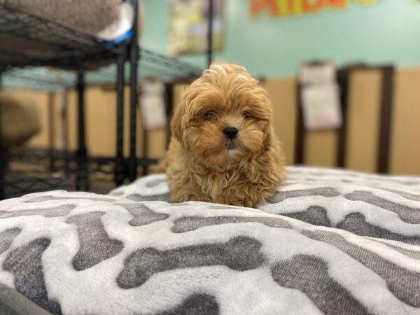 [#2028] cream sable Male Pekapoo Puppies For Sale
