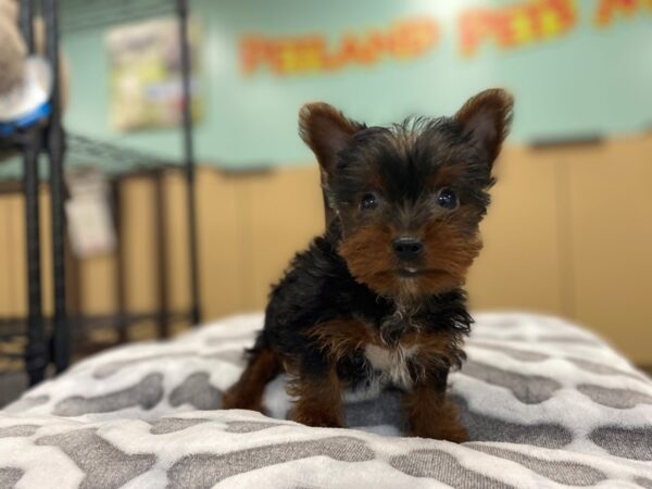 [#2012] Black and Gold Male Yorkshire Terrier Puppies For Sale