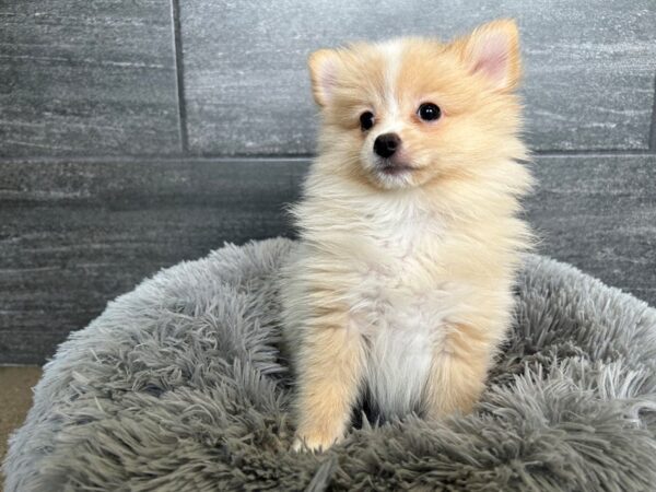 [#2034] Cream Female Pomeranian Puppies For Sale