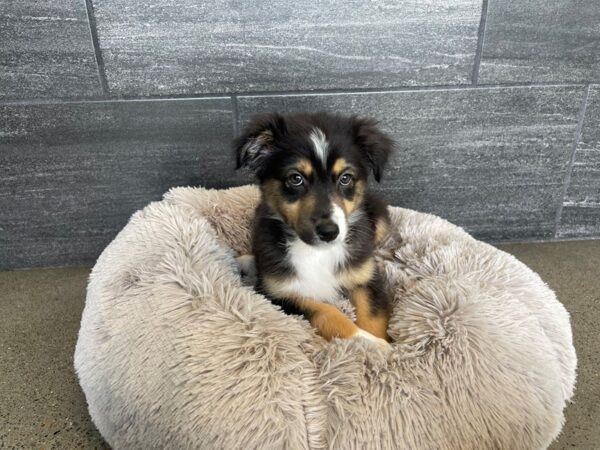 [#2033] Black and White Male Australian Shepherd Puppies For Sale