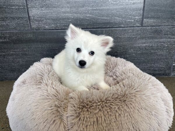 [#2035] White Male American Eskimo Puppies For Sale