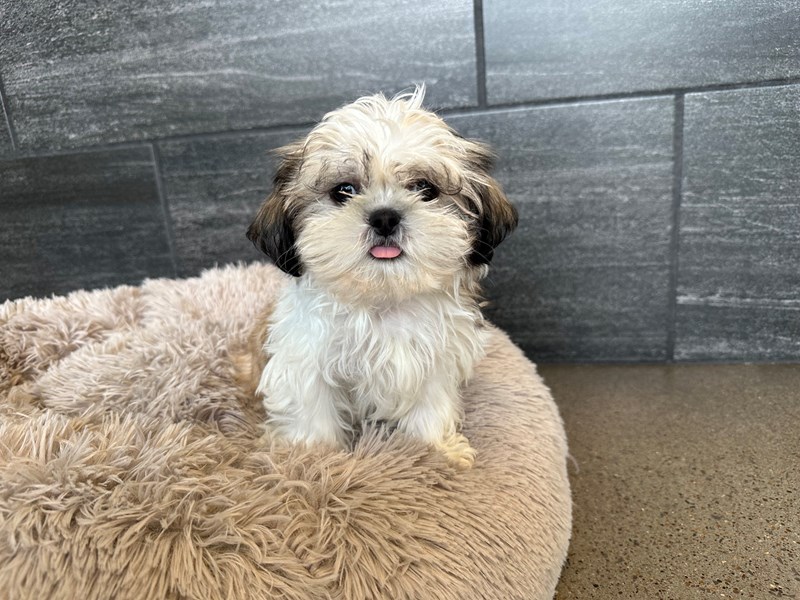 Shih Tzu Small Animal Gold and White ID:2054 Located at Petland