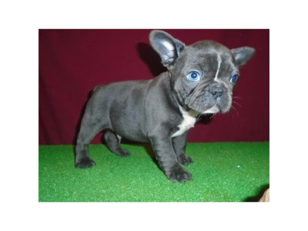 French Bulldog-Dog-Male-Blue-2080-Petland Murfreesboro, Tennessee