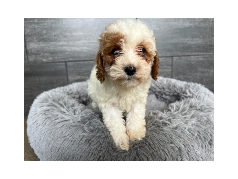 Poodle Dog Female 2094