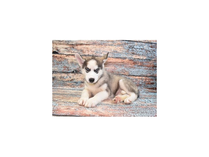 Siberian Husky Dog Male Sable and White 2098