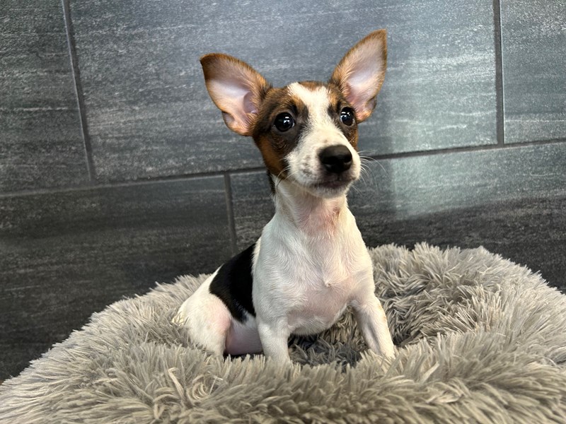 Jack Russell Terrier Dog Female Black White / Tan 2121