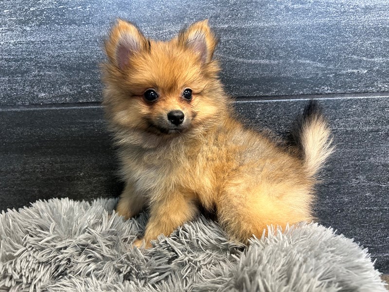 洋楽 Rup Dog Pomeranian Small Animal Orange Sable ID:2107 Located at Petland