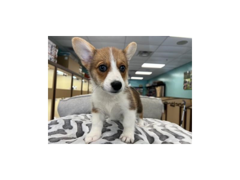 Pembroke Welsh Corgi Dog Female Red Sable 2113