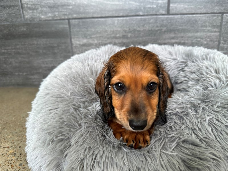 Dachshund Dog Female Red Sable 2112