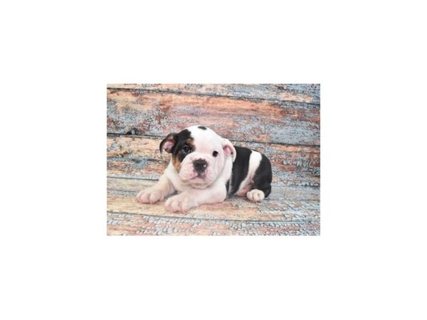 English Bulldog-Dog-Male-Black Tan and White-2126-Petland Murfreesboro, Tennessee