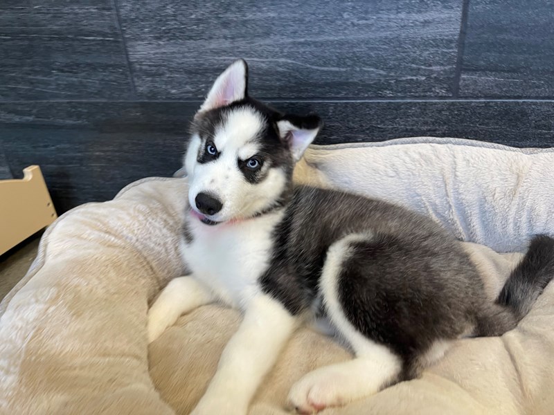 ハスキー ブライム4-6 husky brime 2878317_800-5.jpg