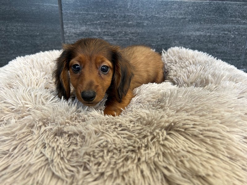 Dachshund Dog Male Red 2139