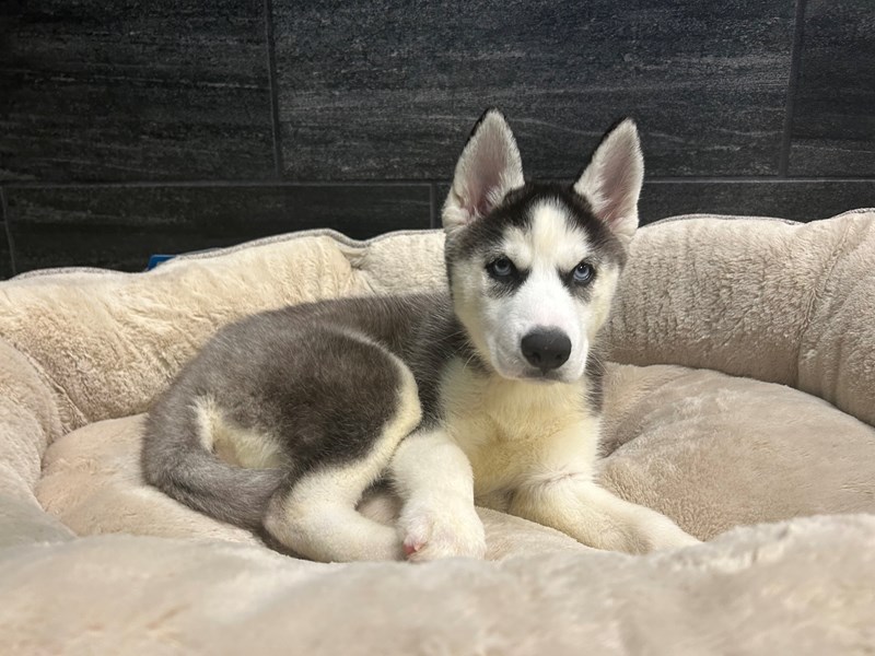 Siberian Husky Small Animal Black / White ID:2144 Located at