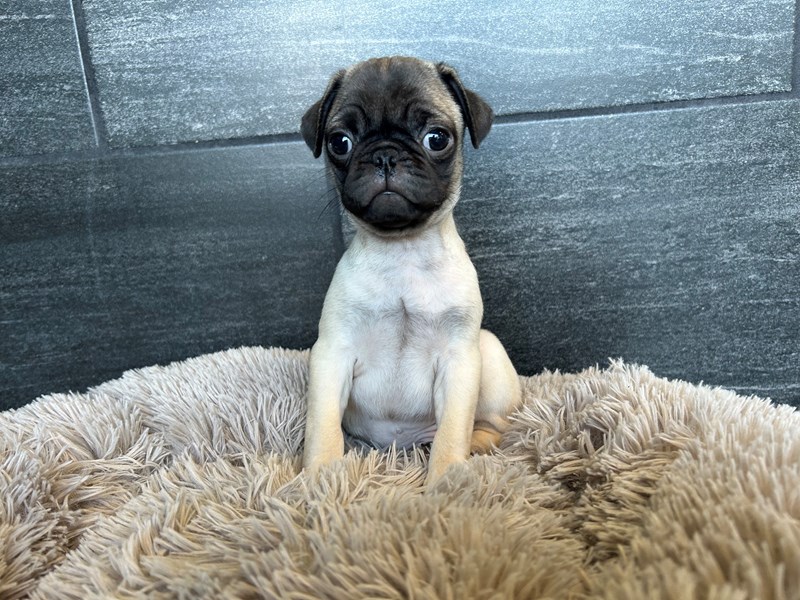 Pug Dog Male Fawn 2164