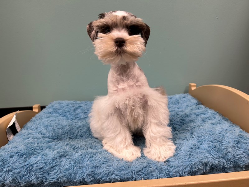 Miniature Schnauzer Small Animal Chocolate Merle ID:2140 Located