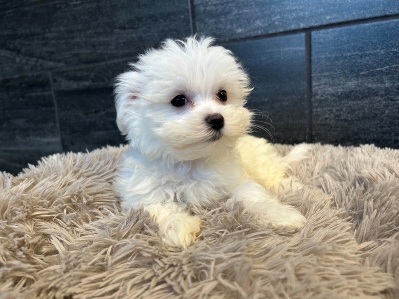 Maltese Small Animal White ID:2161 Located at Petland Murfreesboro