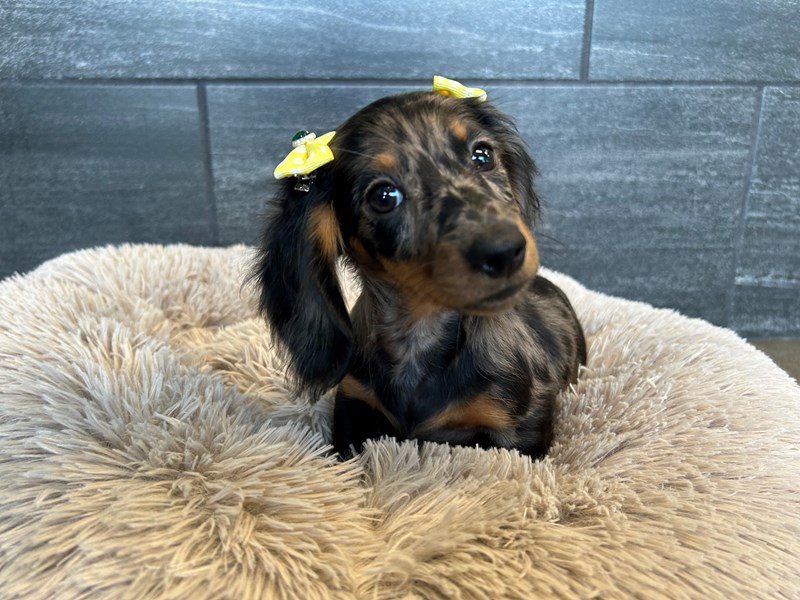 Dachshund Dog Female Black / Tan 2172