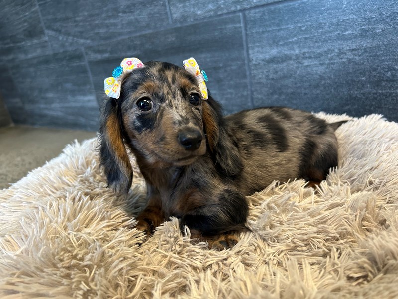 Dachshund Dog Female Black / Tan 2171