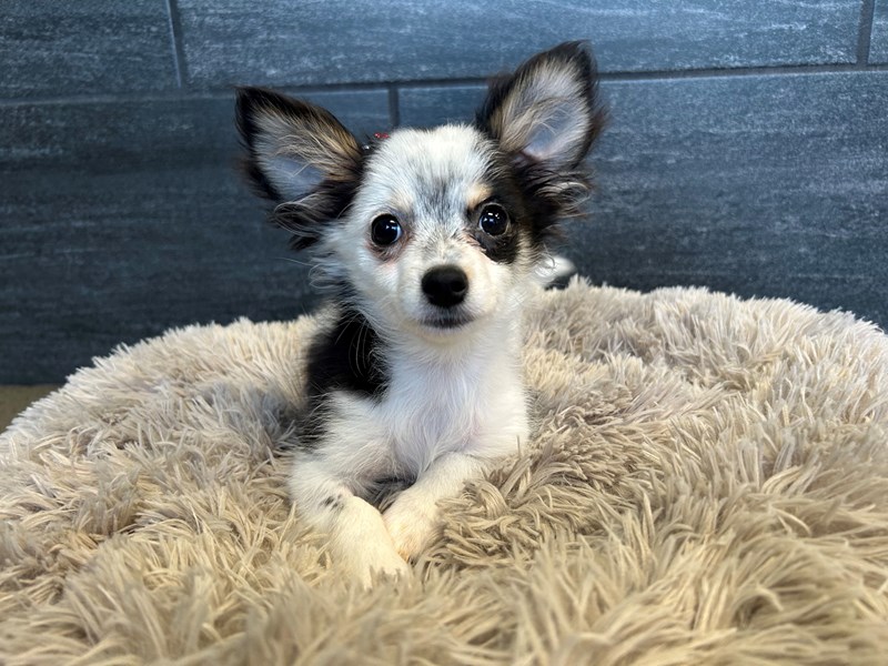 Chihuahua MM Chihuahua – artfulceramics