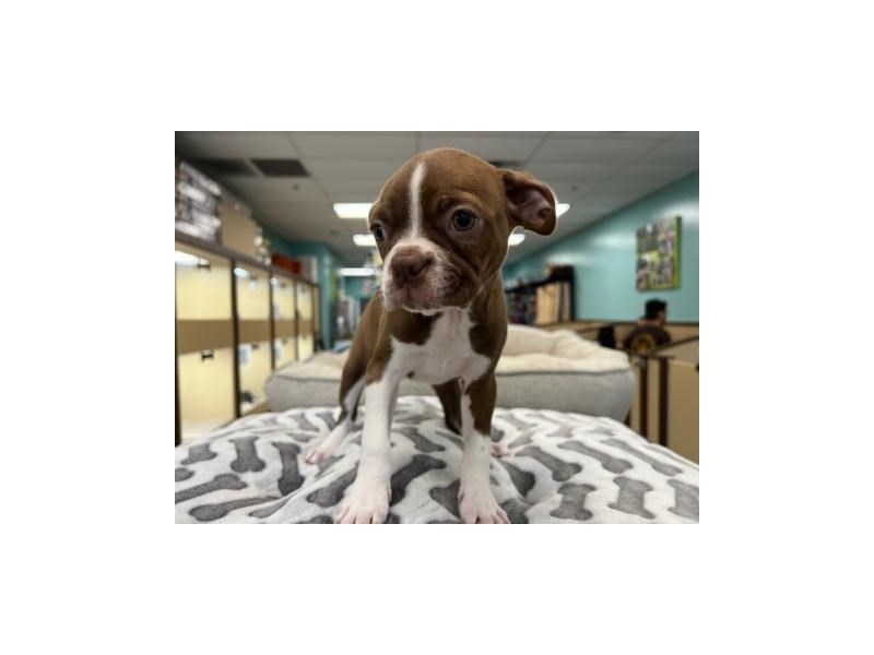 Boston Terrier Dog Female 2152
