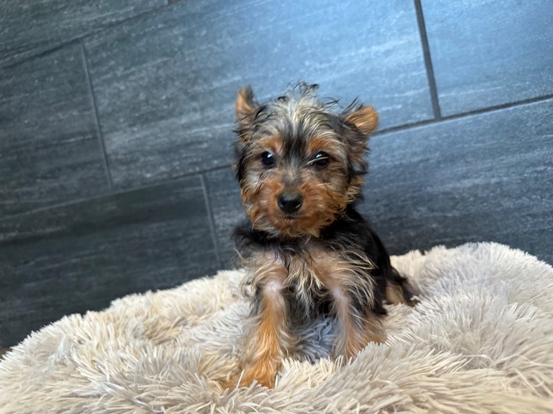 Yorkshire Terrier Dog Male Black/Tan 2184