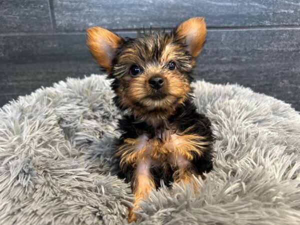 [#2108] Black and Tan Male Yorkshire Terrier Puppies For Sale