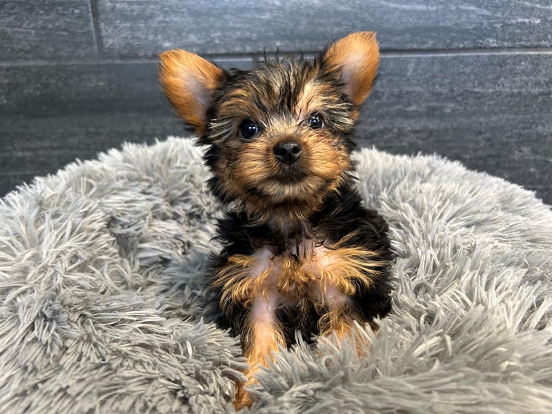 Yorkshire Terrier - 2108 Image #1