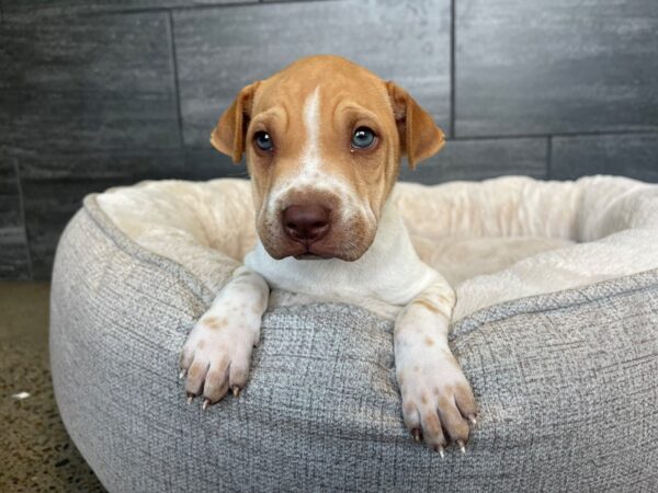 [#2129] Male Mini Walrus Puppies For Sale