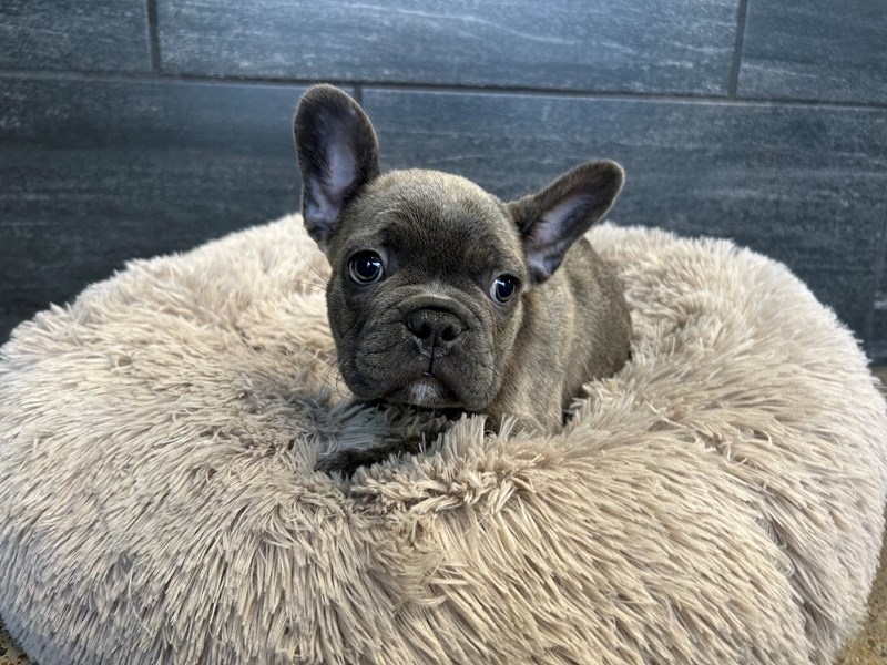 French Bulldog Dog Male Blue Brindle 2149