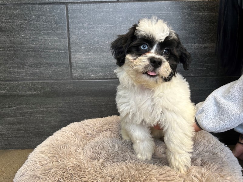 Puppy Photo Gallery Petland Murfreesboro, Tennessee