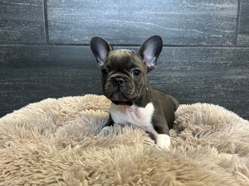 French Bulldog Dog Male Blue 2146
