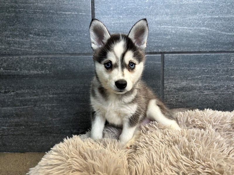 Alaskan Klee Kai Dog Female Black White / Tan 2143