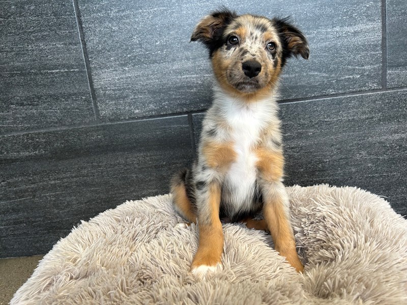 Australian Shepherd Dog Male Blue Merle White and Tan 2127