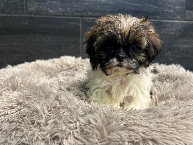 Puppy Photo Gallery Petland Murfreesboro, Tennessee