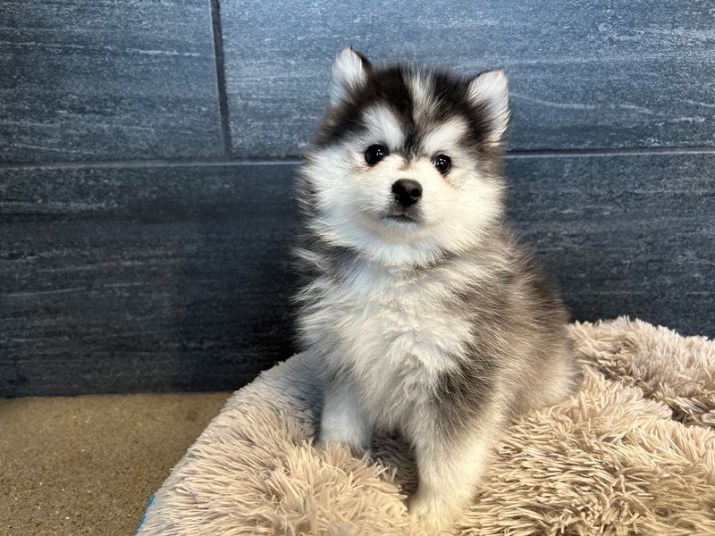 Pomsky Dog Male Black / White 2154