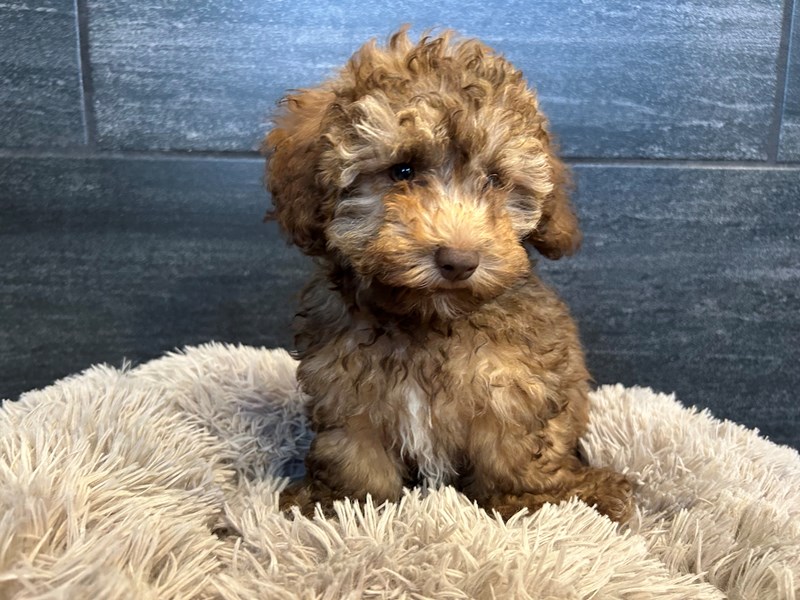 Puppy Photo Gallery Petland Murfreesboro, Tennessee