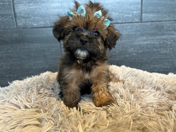 [#2170] red sable Female Shorkie Puppies For Sale