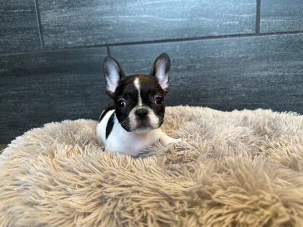 [#2179] Brindle and White Female French Bulldog Puppies For Sale