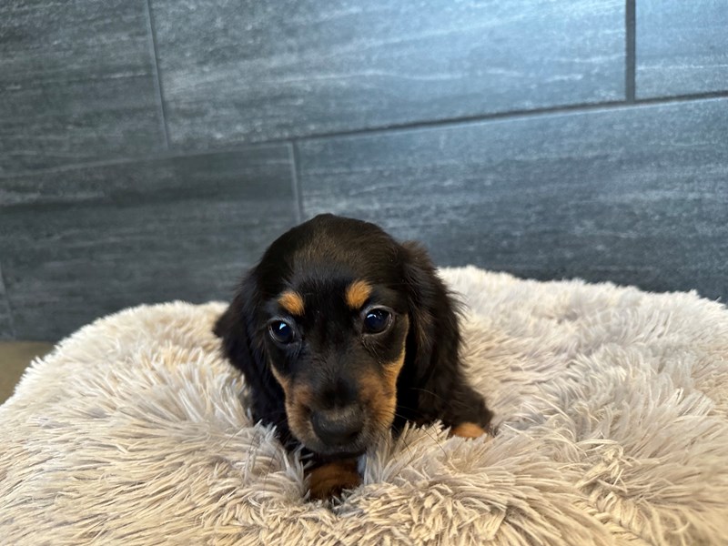 Dachshund Dog Female Black and Tan 2177