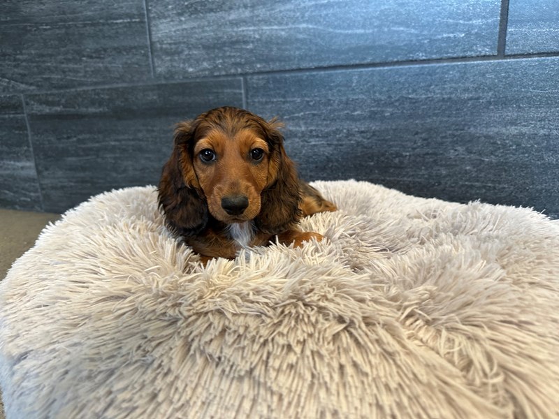 Puppy Photo Gallery Petland Murfreesboro, Tennessee